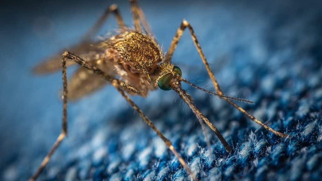 mosquito, insect, bloodsucker, macro, diptera, jeans, mosquito, mosquito, mosquito, mosquito, mosquito