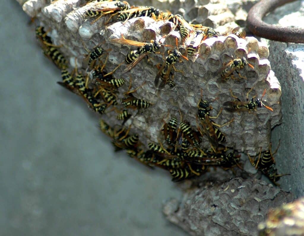 wasps, nest, wasp nest, wasp nest, wasp nest, wasp nest, wasp nest, wasp nest