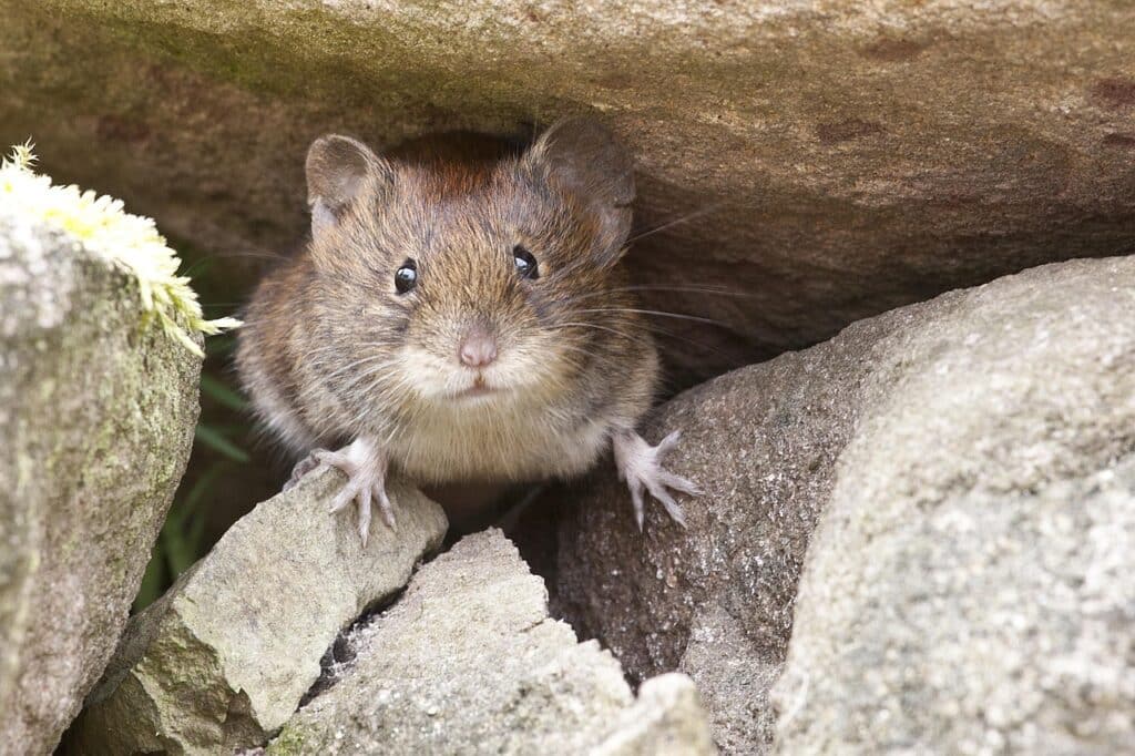 mouse, nature, button eyes, mouse, mouse, mouse, mouse, mouse