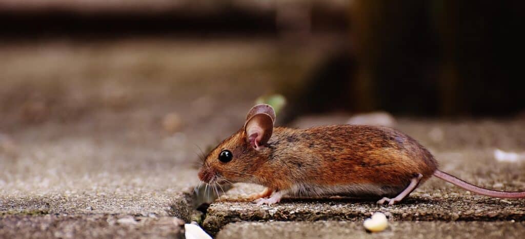 mouse, rodent, cute, mammal, nature, animal, wood mouse, apodemus sylvaticus, mice, fur, small, funny, button eyes, brown, mouse, mouse, mouse, mouse, mouse, mice, mice, mice