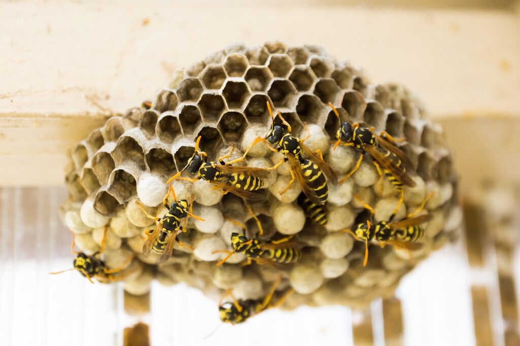 wasp nest, wasps, honeycomb, nest, insects, wasp housing, honeycomb structure, bees, wasp nest, wasp nest, wasp nest, wasp nest, wasp nest, wasps, wasps, honeycomb
