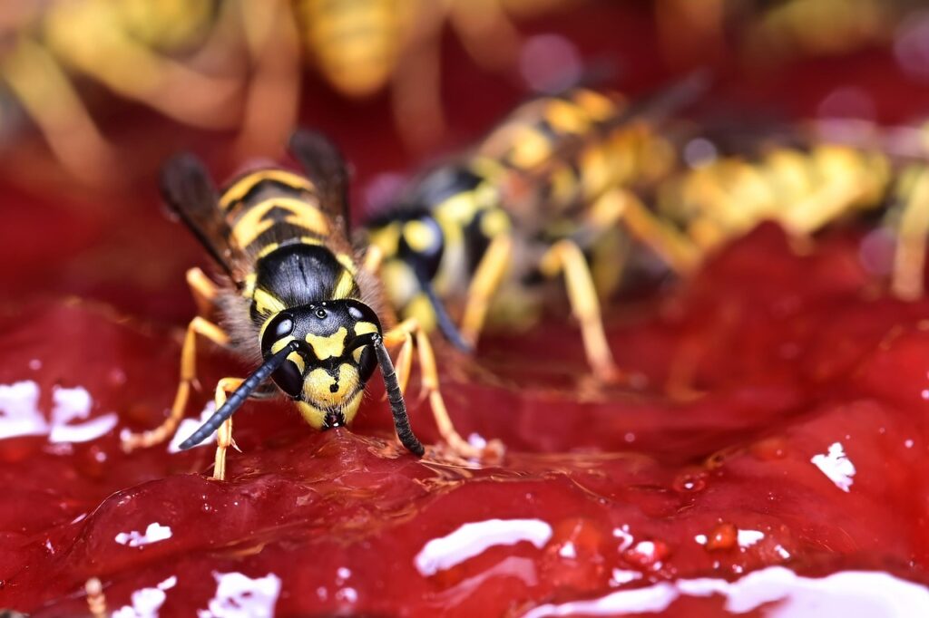 wasp, jam, insects, entomology, wasp on jam, common wasp, german wasp, wasp, wasp, wasp, wasp, wasp