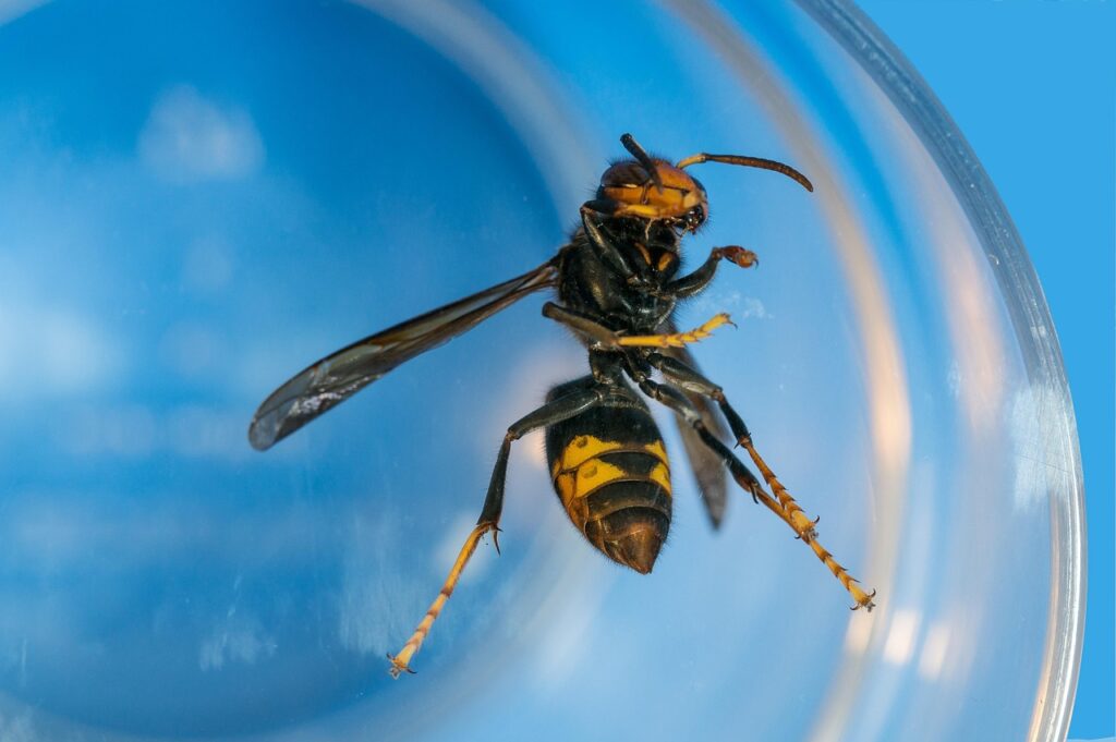 insect, asian hornet, france, asian hornet, asian hornet, asian hornet, asian hornet, asian hornet