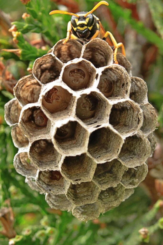wasps, wasp nest, wasp larvae, wasp sting, garden, nature, insect, insect larvae, larvae, wasps, wasps, wasp nest, wasp nest, wasp nest, wasp nest, wasp nest, wasp sting