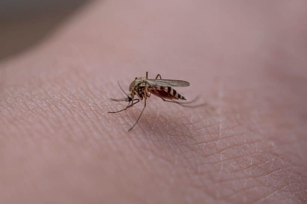 mosquito, insect, skin, mosquito bite, soak up, pest, macro, mosquito, mosquito, mosquito, mosquito, mosquito, mosquito bite