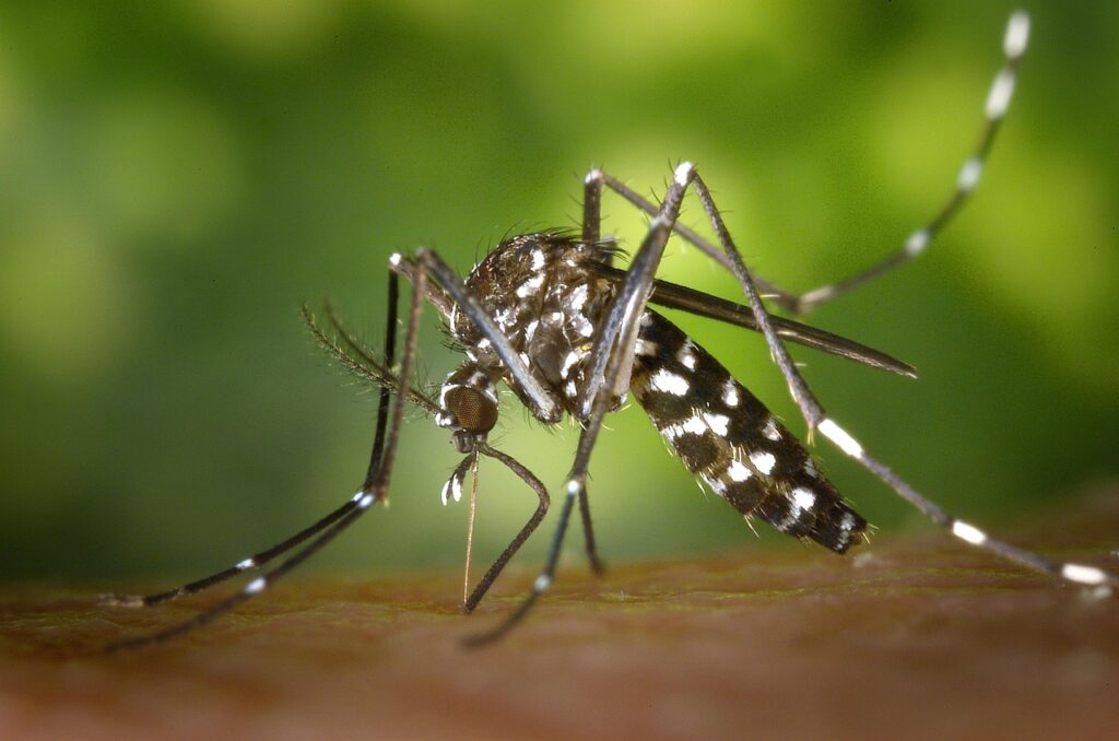 mosquito, insect, mosquito bite, blood sucker, blood sucking, tiger mosquito, forest mosquito, asian tiger mosquito, nature, aedes albopictus, animal, closeup