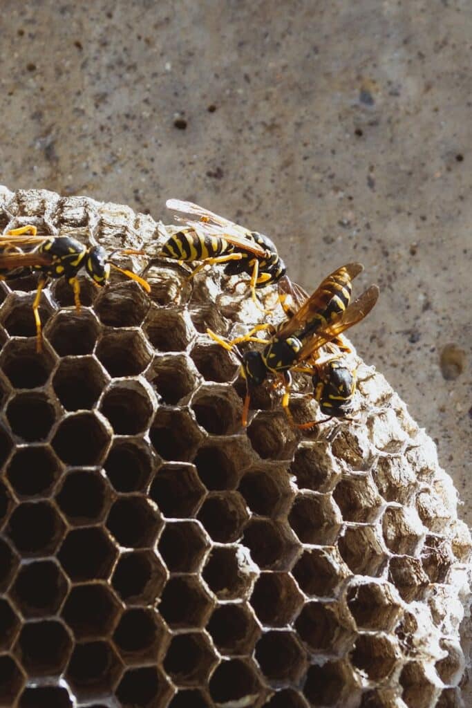 Close-up of wasps on a honeycomb structure. Perfect for educational or nature content.
