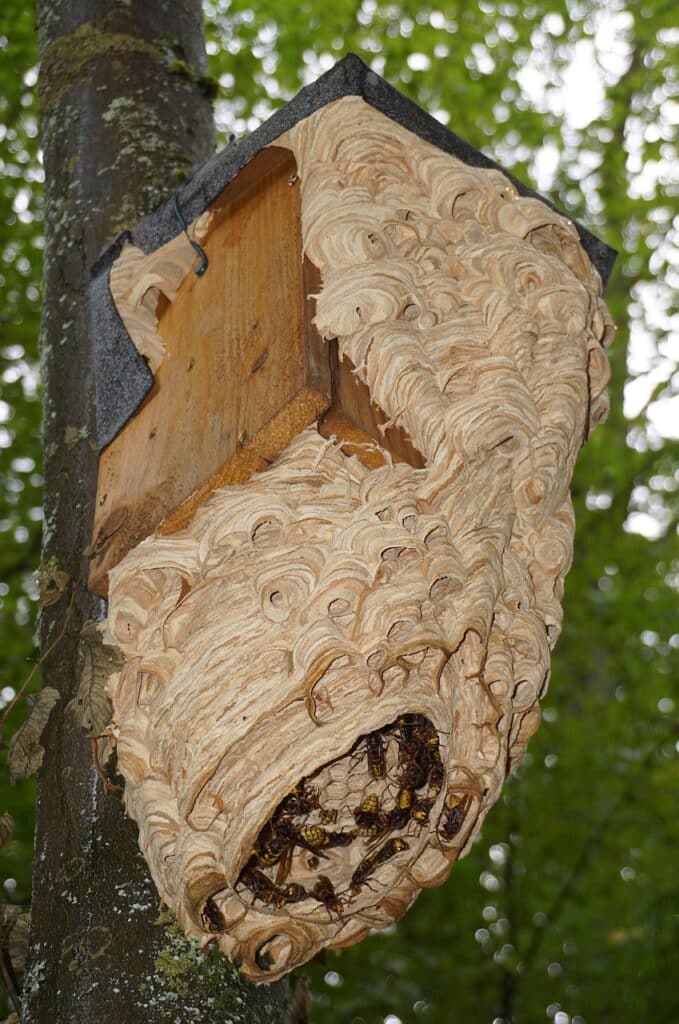 hornets nest, hornet, insect, nature, animal, entry hole