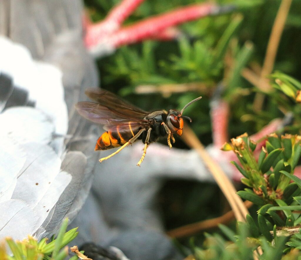 hornet, sting, bee, wasp, asian, orange, insect, nature, animal, venom, stinger, fly, hive