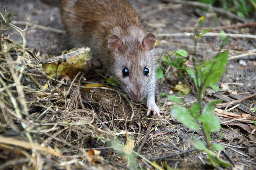 rat, mouse, rodent, eyes, wild, rattus norvegicus, rat, rat, rat, rat, rat, rattus norvegicus