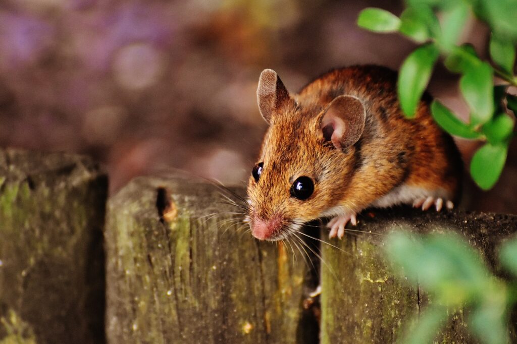 mouse, rodent, cute, mammal, nager, nature, animal, wood mouse, apodemus sylvaticus, fur, small, button eyes, brown, mouse, mouse, mouse, mouse, mouse