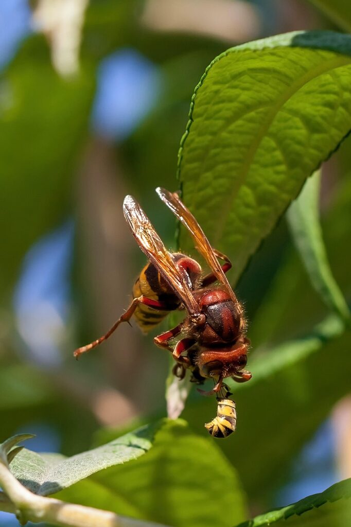 hornet, insect, entomology, nature, close up