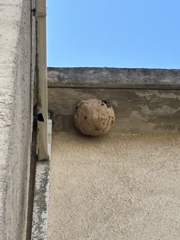 Grand nid de frelons sphérique beige sous un avant-toit en béton, adossé à un mur texturé avec une gouttière latérale, ciel bleu.