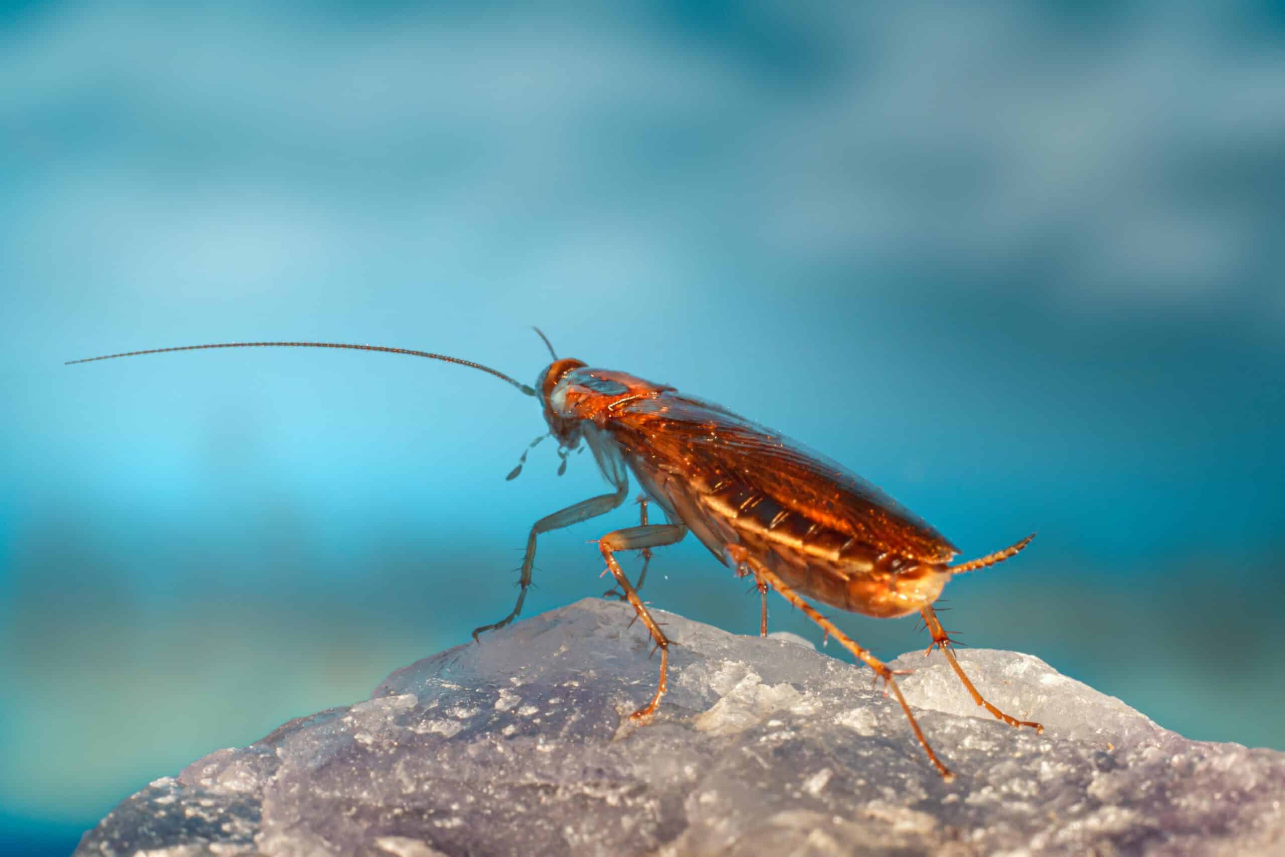 Blatte rouge-brun sur roche de cristal et fond bleu vif. Detailed close-up of a German cockroach on a reflective surface against a blue background.
