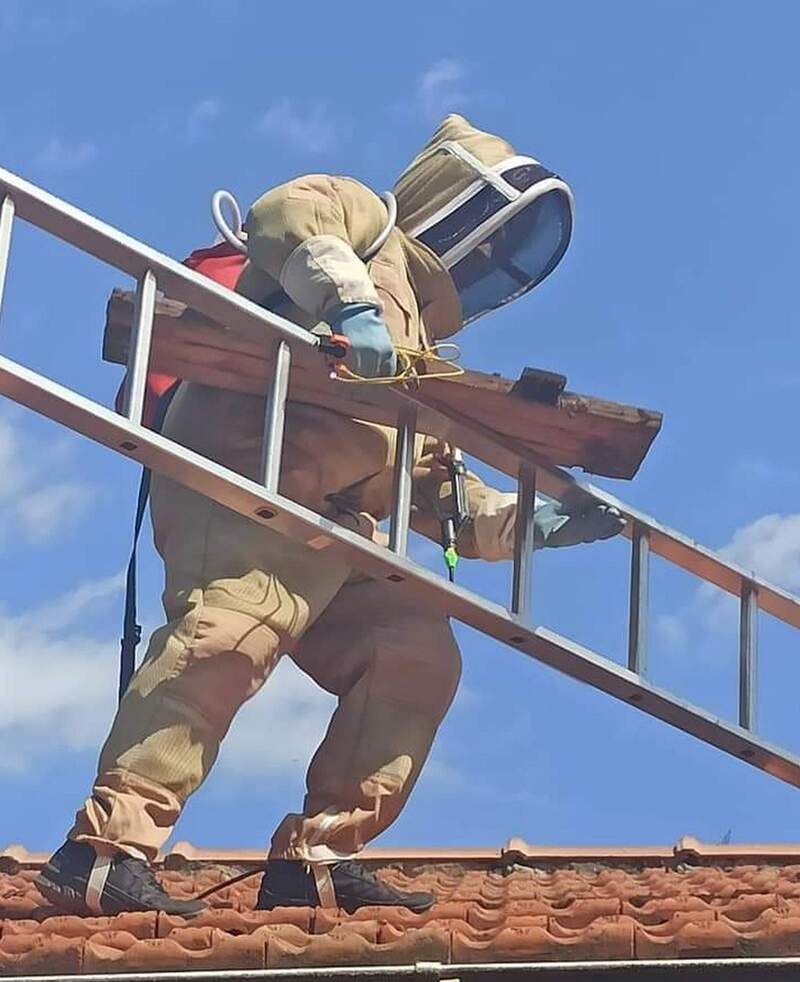 destruction frelon asiatique