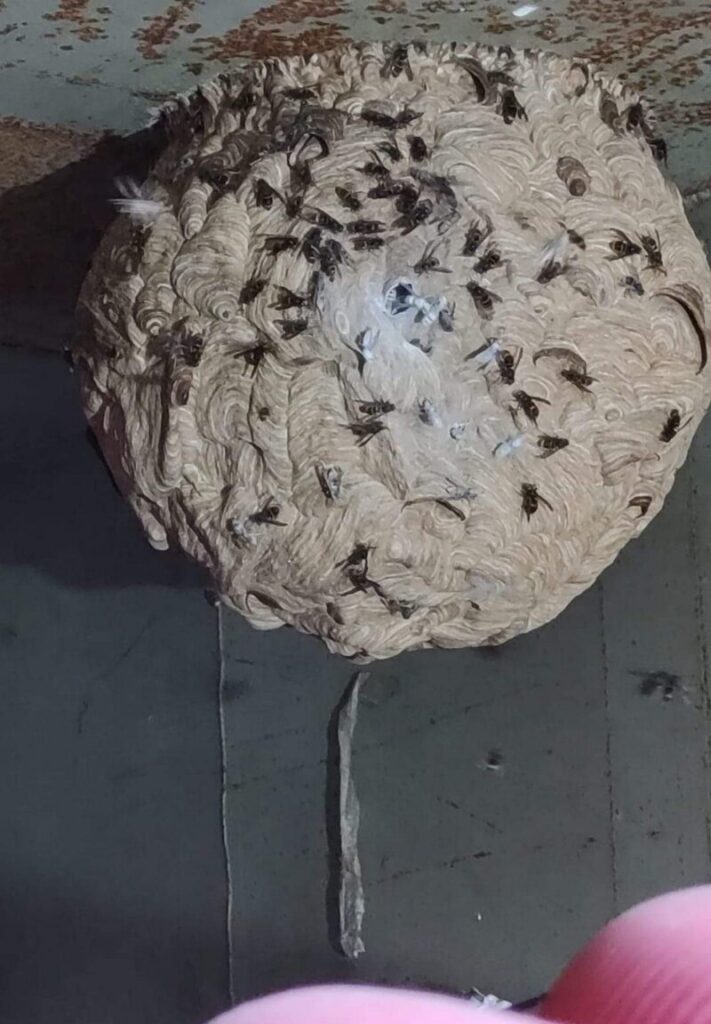 destruction frelons asiatiques 0