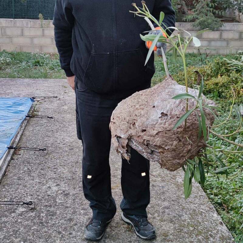 enlèvement nid de frelon asiatique carcassonne