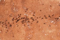 Close-up of a group of ants walking on a textured brown earth surface.