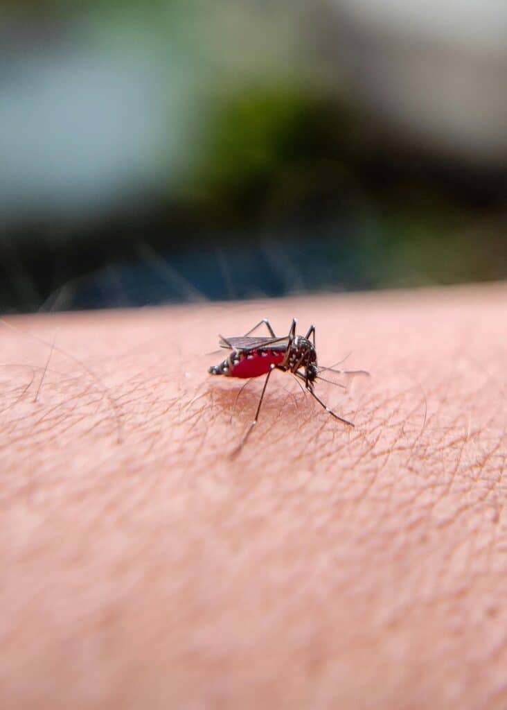Piqûre de moustique tigre : abdomen gonflé de sang High-resolution close-up of a mosquito feeding on human skin, Bilaspur India.