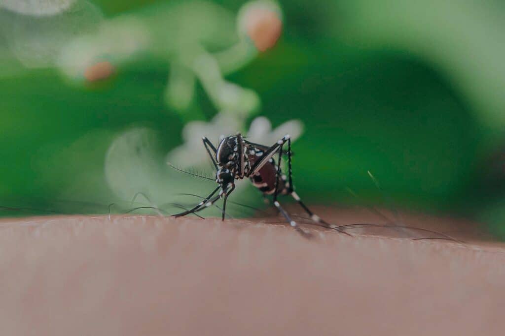 Piqûre de moustique tigre : risques et prévention Closeup of spotted mosquito with thin legs and proboscis sucking blood on skin with hairs of faceless person