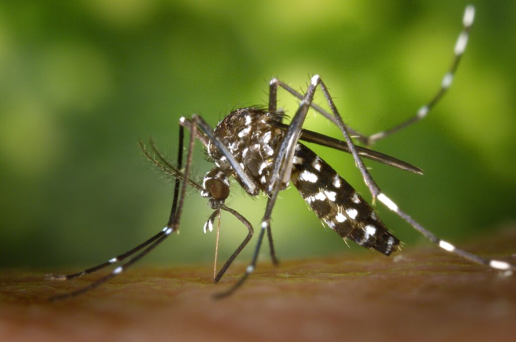 Moustique tigre : gros plan sur une piqûre sur la peau Detailed macro capture of Aedes albopictus mosquito on human skin.